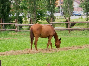 Cavallino