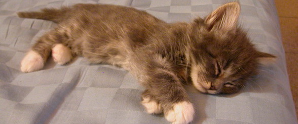 pioppo