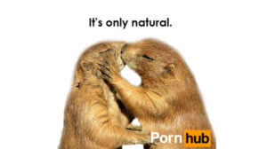 pornhub01