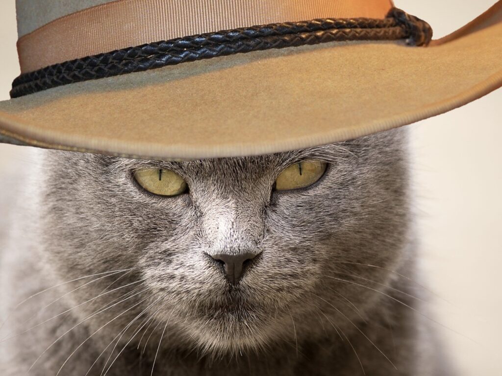 cat-4928461_1280