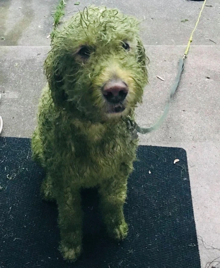 Cane bianco diventato verde dopo aver giocato sul prato appena tagliato