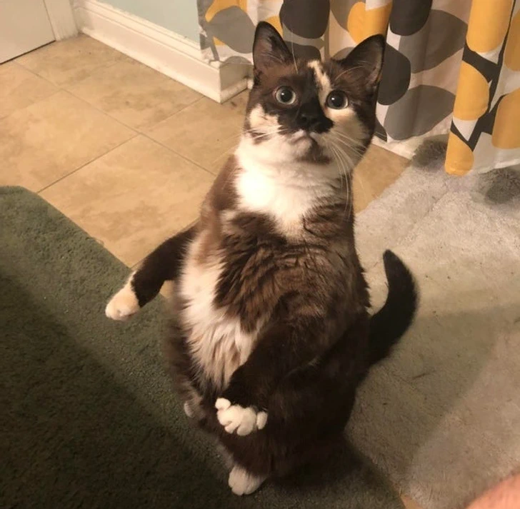 Gatto in piedi sulle zampe posteriori