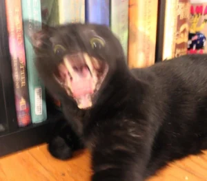 Gatto nero sfocato con le fauci spalancate davanti a una libreria