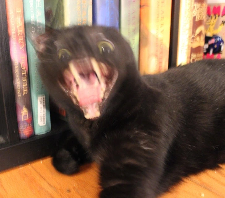 Gatto nero sfocato con le fauci spalancate davanti a una libreria